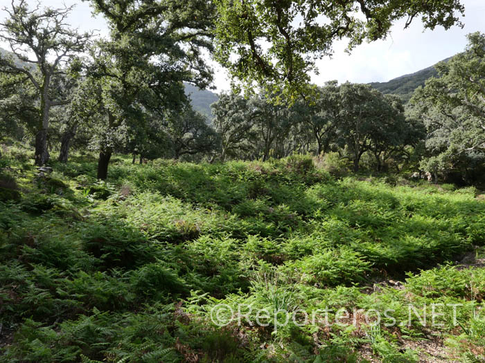 Bosque de alcornoques y helechos Bosque de alcornoques y helechos