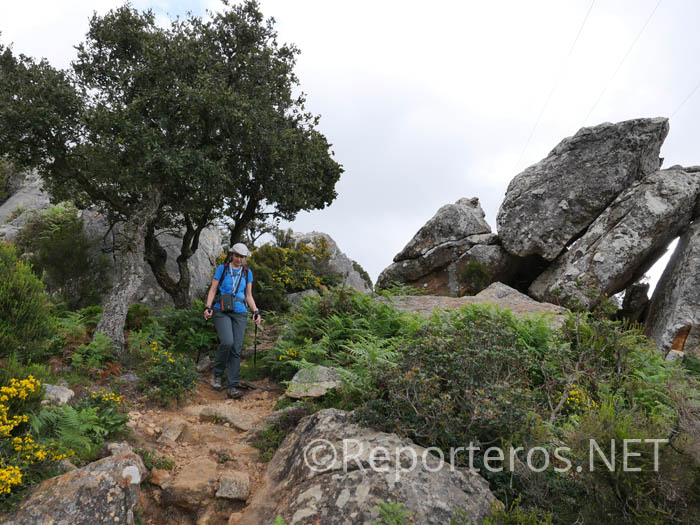 El sendero del Guadalmesí está señalizado como SL A 113 El sendero del Guadalmesí está señalizado como SL A 113