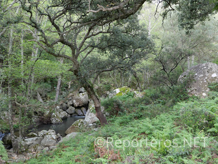 Llegamos al cauce principal del Guadalmesí Llegamos al cauce principal del Guadalmesí