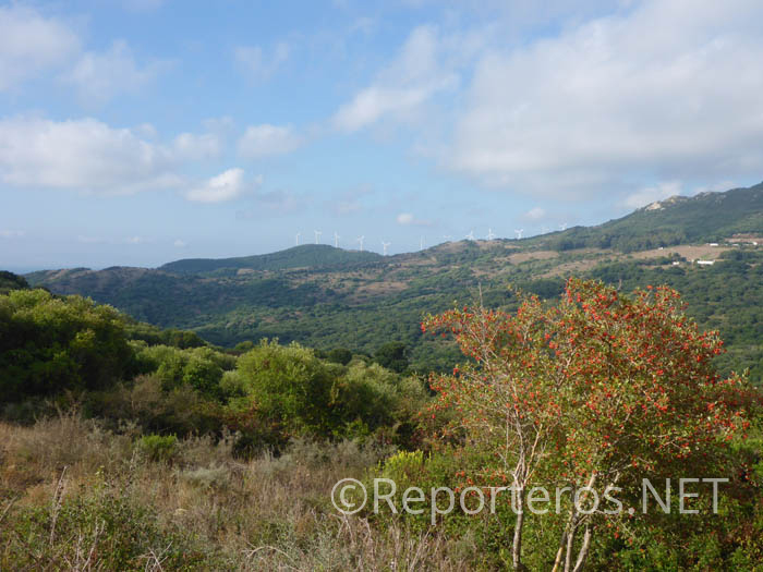 La vía pecuaria La Marchenilla se ha recuperado como itinerario senderista La vía pecuaria La Marchenilla se ha recuperado como itinerario senderista