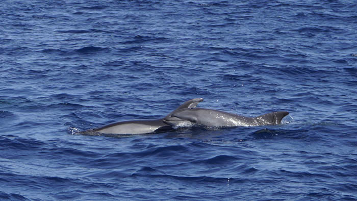 Gran grupo de delfines común y listados Gran grupo de delfines común y listados
