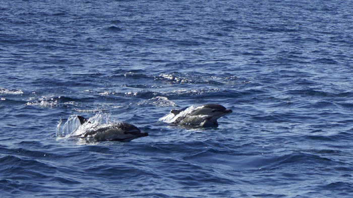 Grupo de delfines Grupo de delfines