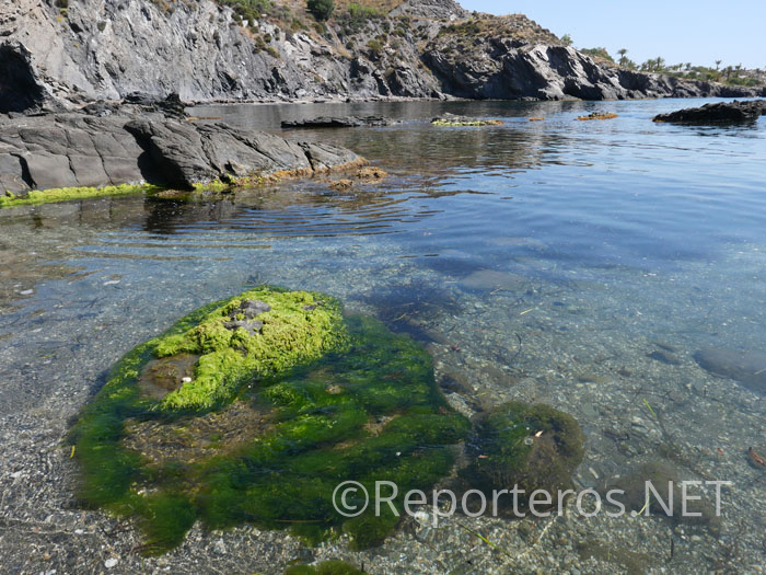 Los fondos marinos son ricos en biodiversidad Los fondos marinos son ricos en biodiversidad