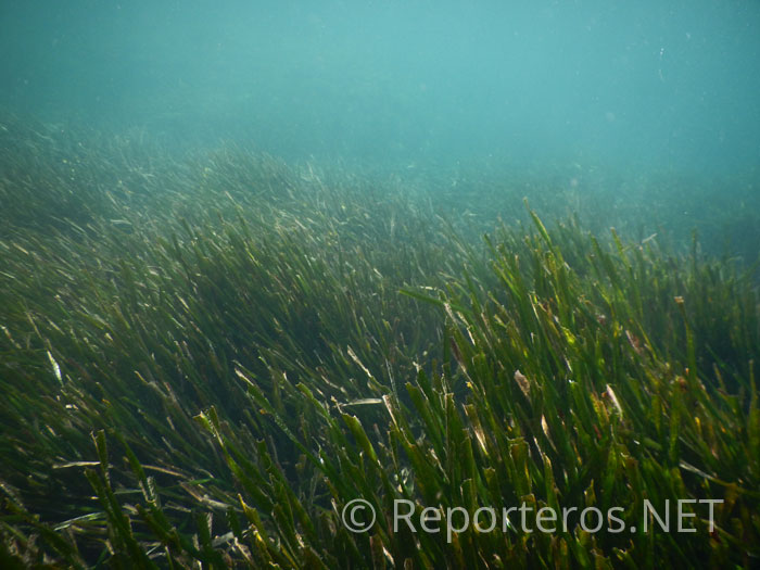 Praderas de posidonia Praderas de posidonia