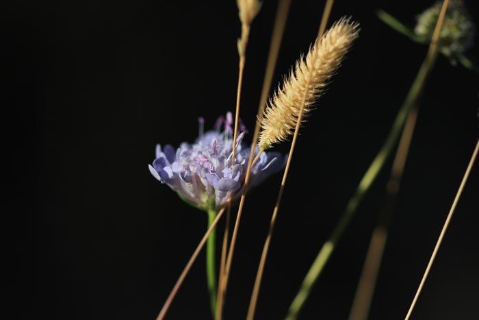 Flora en la Serranía de Cuenca. Cortesía de Prodese. Serranía de Cuenca.es