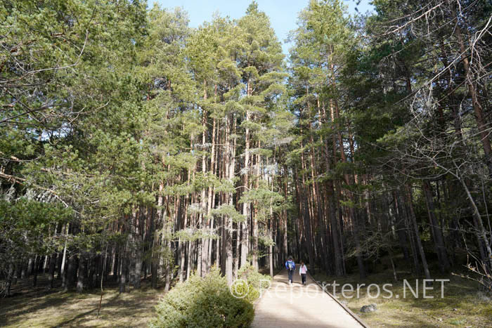 Pasarela que discurre por el pinar