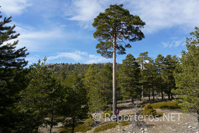 Pino monumental en el Pico Mogorrita