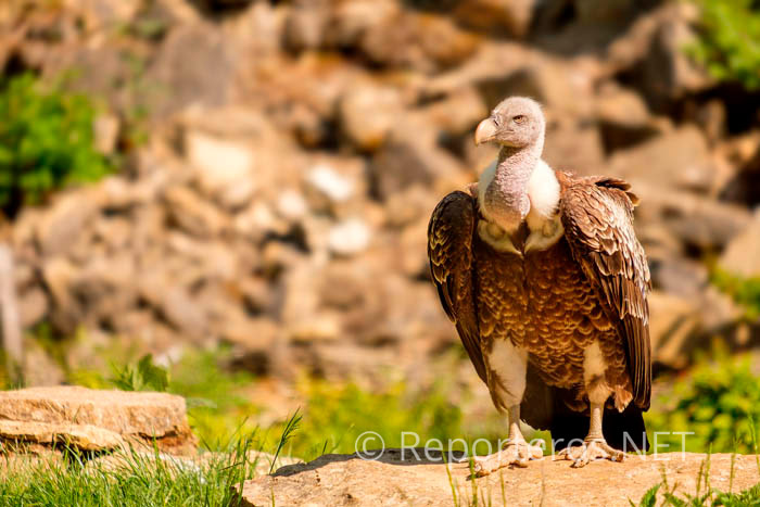 Ejemplar de buitre leonado. Imagen de archivo