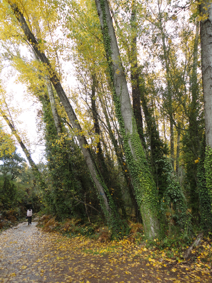 Sendero con vegetación de ribera Sendero con vegetación de ribera
