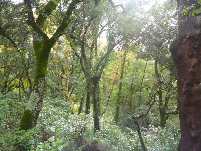 Nos internamos en el bosque Nos internamos en el bosque