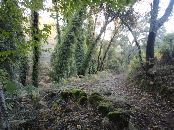 Sendero al Cerro San Cristobal Sendero al Cerro San Cristobal
