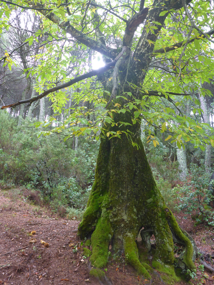 Gran castaño en el camino Gran castaño en el camino