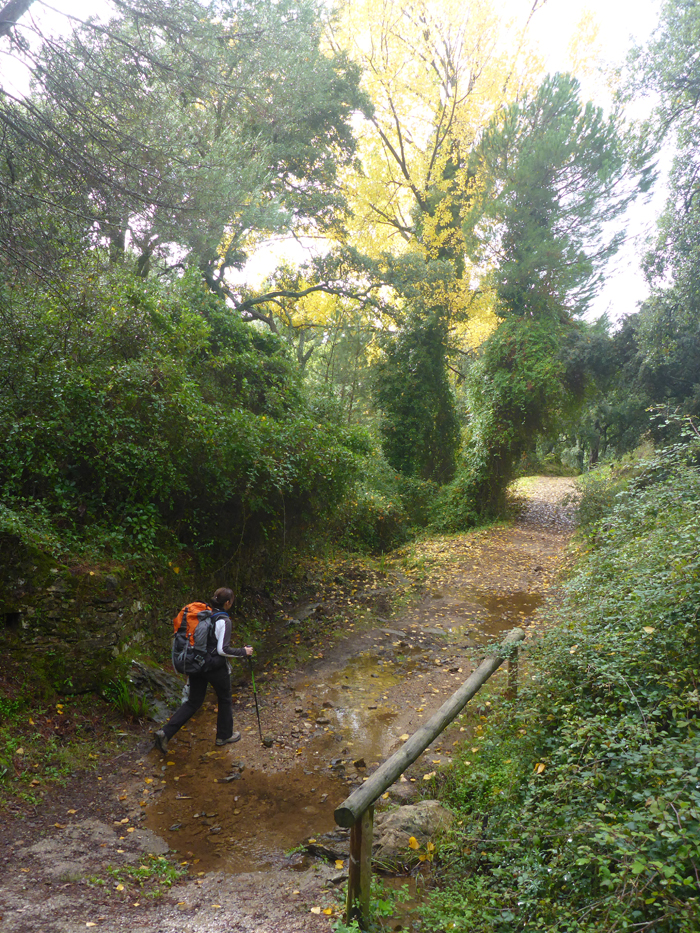 Atravesamos un bosque de galería Atravesamos un bosque de galería