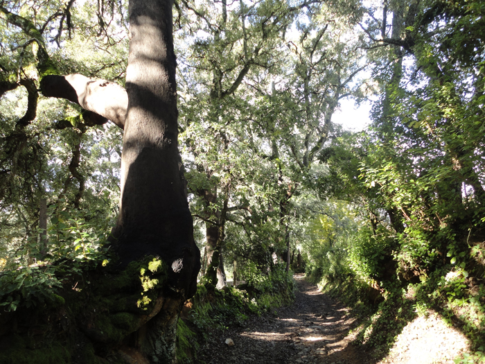 Comienzo del sendero en Castaño del Robledo Comienzo del sendero en Castaño del Robledo