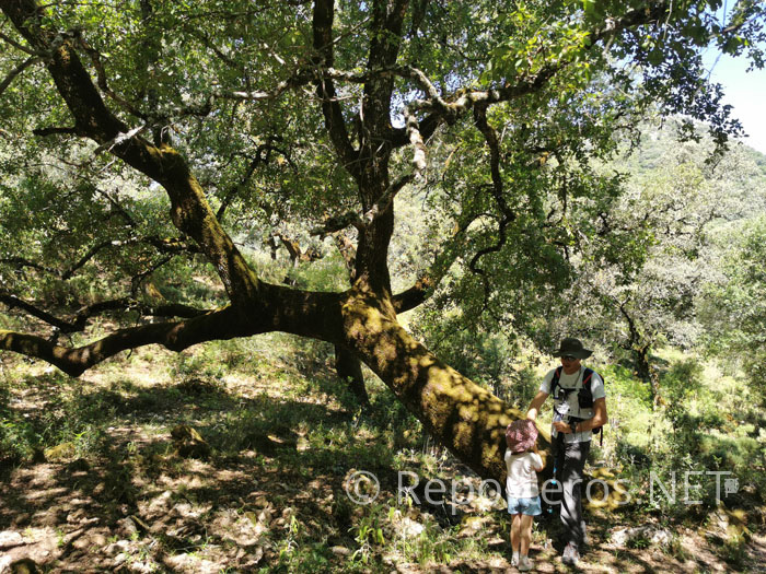 Bosque mediterráneo Bosque mediterráneo