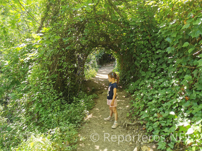 Espectacular túnel de vegetación Espectacular túnel de vegetación