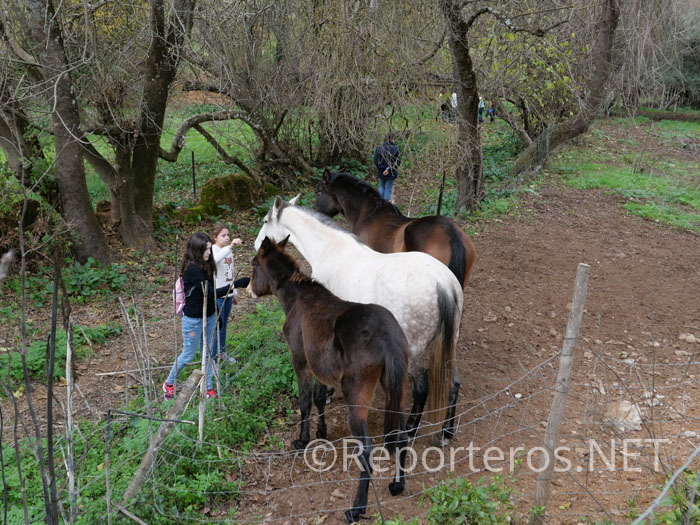 Caballos en un cercado Caballos en un cercado