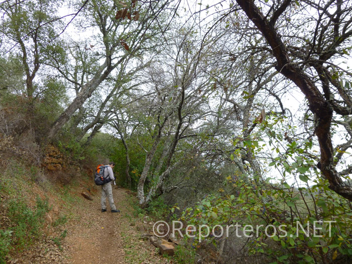 Sendero del túnel o vereda del quejigo Sendero del túnel o vereda del quejigo
