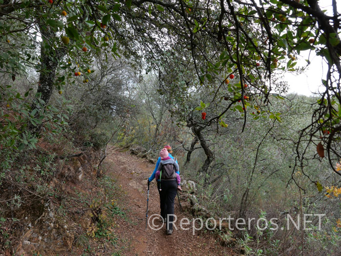 Encontramos madroños por todo el recorrido Encontramos madroños por todo el recorrido