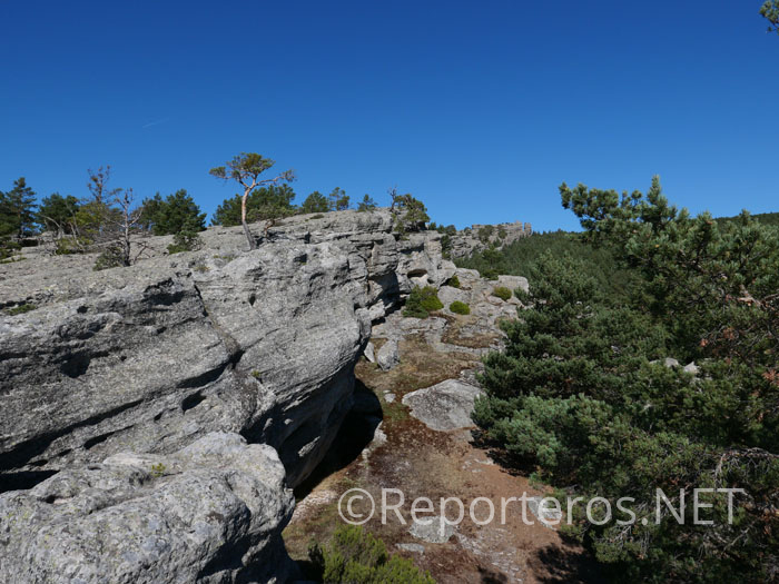 Los árboles crecen entre las mismas rocas Los árboles crecen entre las mismas rocas