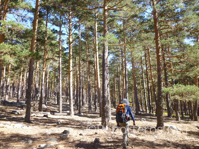 Los pinos abundan en esta zona Los pinos abundan en esta zona