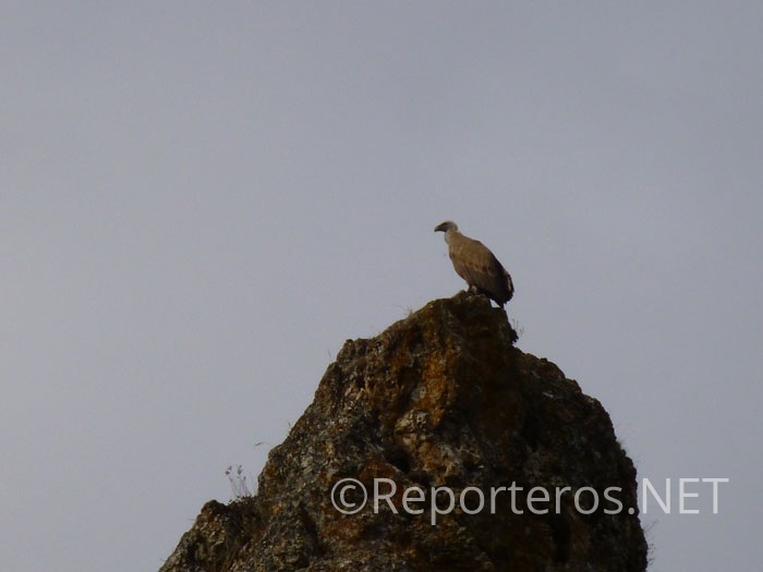 Buitre posado en unas peñas cercanas al camino Buitre posado en unas peñas cercanas al camino