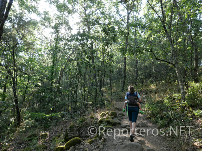 La subida atraviesa un precioso bosque de roble La subida atraviesa un precioso bosque de roble