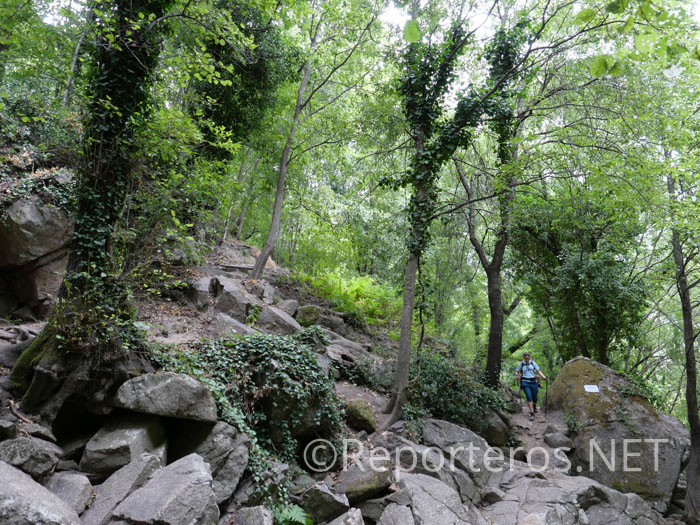 El sendero discurre por un bosque con tintes de jungla El sendero discurre por un bosque con tintes de jungla