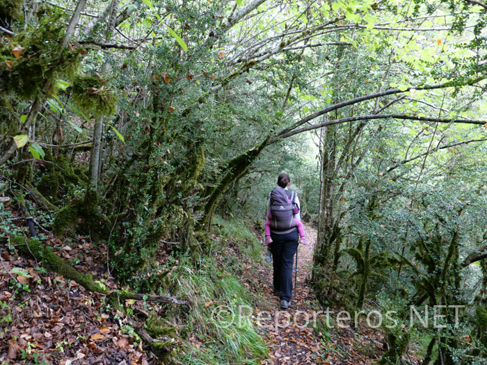 Camino de Ochagavía Camino de Ochagavía