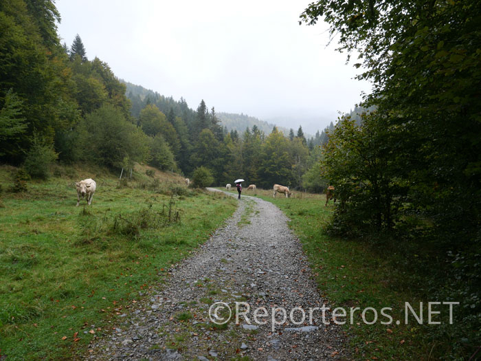 Atravesamos un prado con presencia de ganado pastando Atravesamos un prado con presencia de ganado pastando