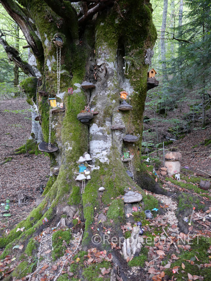 Árbol de las hadas, donde viven gnomos Árbol de las hadas, donde viven gnomos