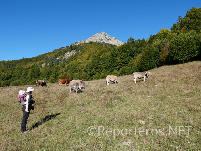 Vacas pastando en las cercanías del Refugio de Linza Vacas pastando en las cercanías del Refugio de Linza