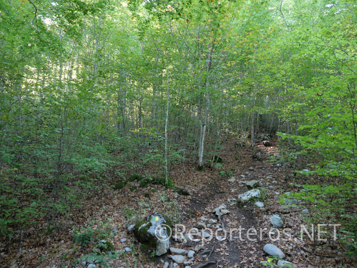Sendero a través del bosque de Gamueta Sendero a través del bosque de Gamueta