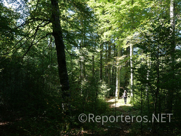 El sendero transcurre a los pies de grandes hayas El sendero transcurre a los pies de grandes hayas