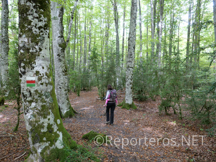 Regresamos al bosque Regresamos al bosque