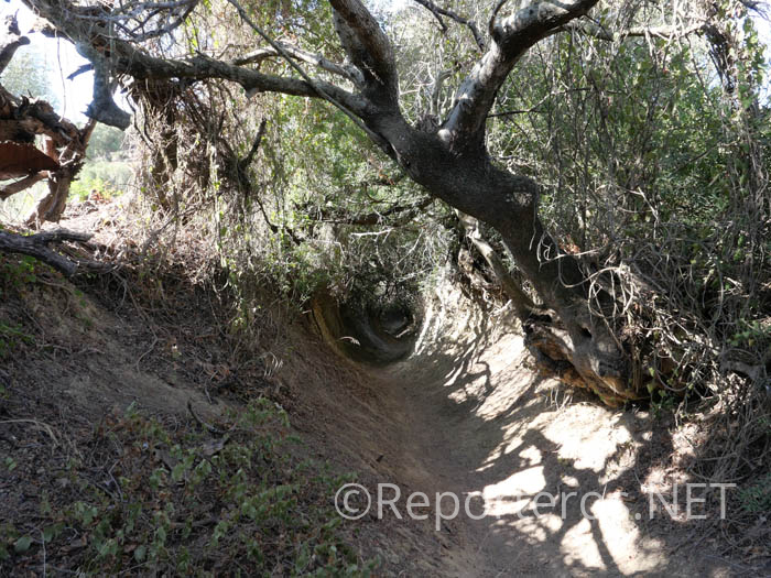 En algunos momentos la vegetación forma un túnel En algunos momentos la vegetación forma un túnel