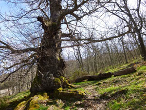 Descubre Guadalupe y el Geoparque Villuercas Ibores Jara, con niños Descubre Guadalupe y el Geoparque Villuercas Ibores Jara, con niños